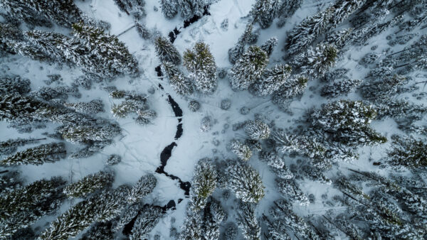 Wallpaper Trees, Covered, Desktop, Frozen, Snow, Mobile, Spruce, Nature, View, Forest, Aerial, River