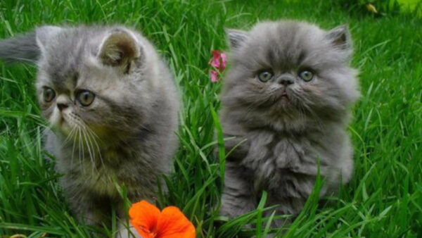 Wallpaper Kitten, Ash, Grey, Are, Grass, Cat, Green, Kittens, Standing, Two