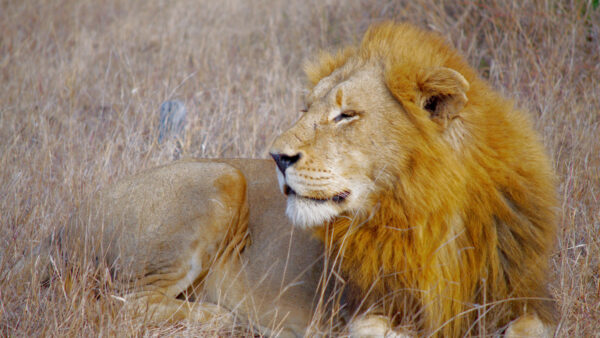 Wallpaper Dry, Grass, Desktop, Fur, Field, Lion, Sitting