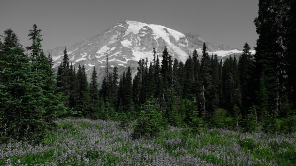 Wallpaper Mountain, Forest, Green, And, Landscape, Nature, Mobile, Desktop, Sky, Snowy, Trees, View, White, Background