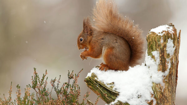 Wallpaper Squirrel, Trunk, Tree, Standing, Desktop, Covered, Snow