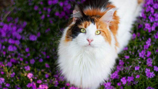 Wallpaper Yellow, Purple, Standing, Black, Flowers, Cat, Brown, White, Eyes, Field