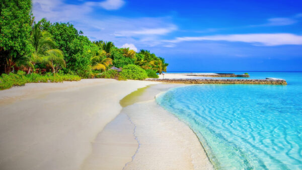 Wallpaper Trees, Waves, Bushes, Beach, Under, Leaves, Beautiful, White, Ocean, Sky, Sand, Blue, Green