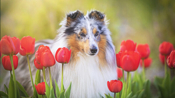 Wallpaper Standing, Tulips, Flowers, Shetland, Dog, Desktop, Near, Sheepdog, Red
