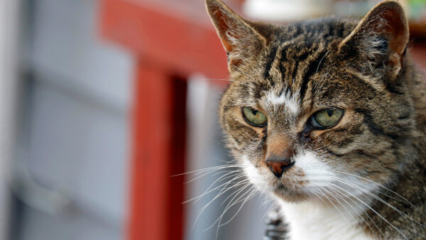 Wallpaper Stare, Black, White, Look, Green, Eyes, Cat, Desktop, Brown, With