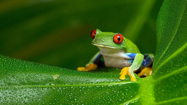 Wallpaper Frog, Blur, Background, With, Water, Drops, Green, Eyed, Leaf, Red, Sitting, Blue