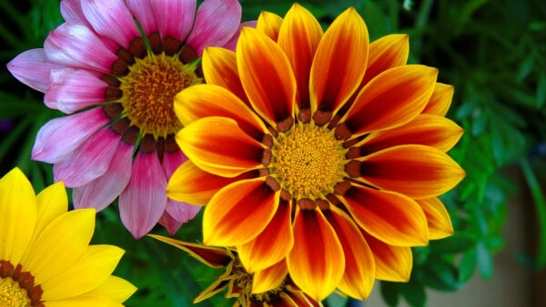 Wallpaper Leaves, Flowers, Yellow, Background, Green, Gazania, Pink