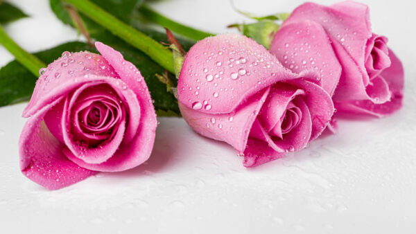 Wallpaper Mobile, Desktop, Cloth, With, Pink, Flowers, Water, Drops, Buds, White, Roses, Petals