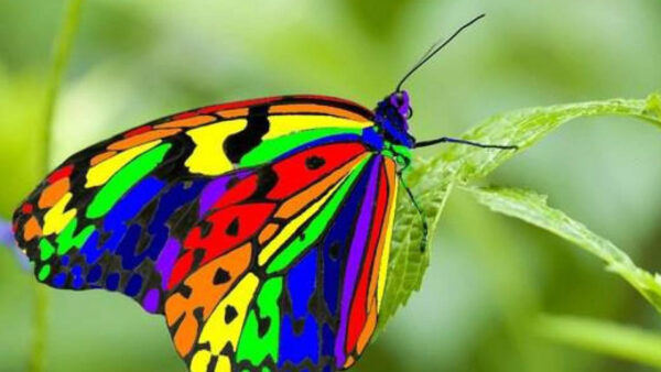 Wallpaper Butterfly, Leaf, Closeup, Design, Background, Colorful, View, Green, Blur