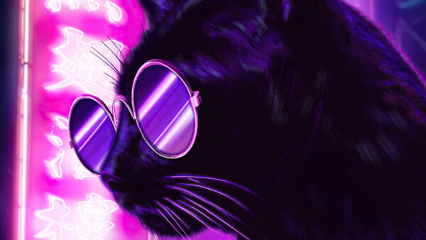 Wallpaper Glasses, Pink, Purple, Lights, Background, Cat, With, Neon
