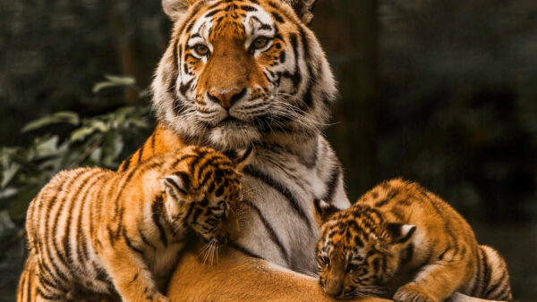 Wallpaper And, Cubs, Forest, Two, Stare, Tiger, Sitting, With, Are, Look, Blur, Background