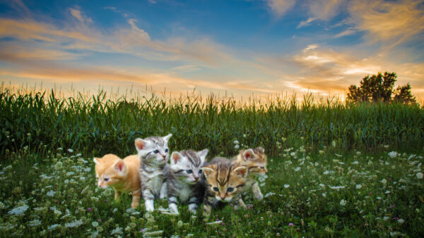 Wallpaper Flower, Green, Background, Are, Sky, Under, Grass, Brown, Black, Kittens, Plants, White, Field, Cat, Blue, Sitting, Clouds, Five