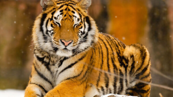 Wallpaper Yellow, Closed, Blur, Eyes, With, Black, Background, Tiger