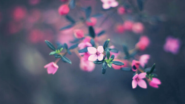 Wallpaper Leaves, Bloom, Flowers, Blur, Pink, Macro, Background, Braches, Green, Blossom