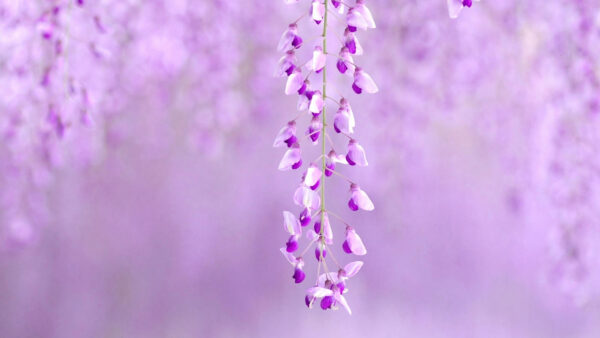 Wallpaper Blur, Flowers, Background, Purple, White