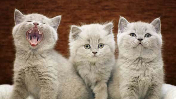 Wallpaper Cat, White, Cute, Three, Fur, Kittens