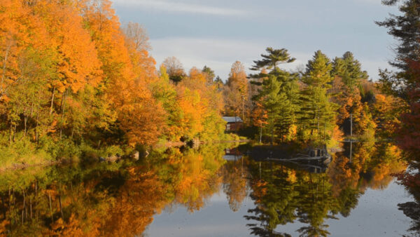 Wallpaper Autumn, Trees, Fall, Forest, River, Yellow, Green, Nature, Reflection