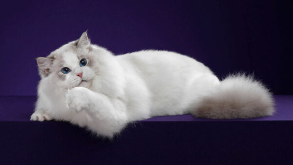 Wallpaper Purple, Eyes, Blue, Background, Fur, White, Cat