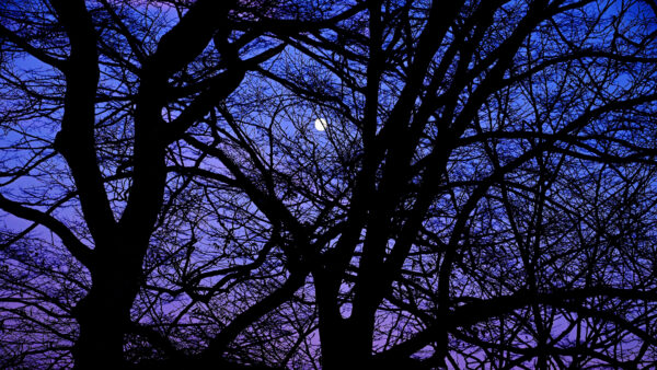 Wallpaper Desktop, Moon, Branches, Background, Sky, Silhouette, Photography, Blue, Mobile, Trees