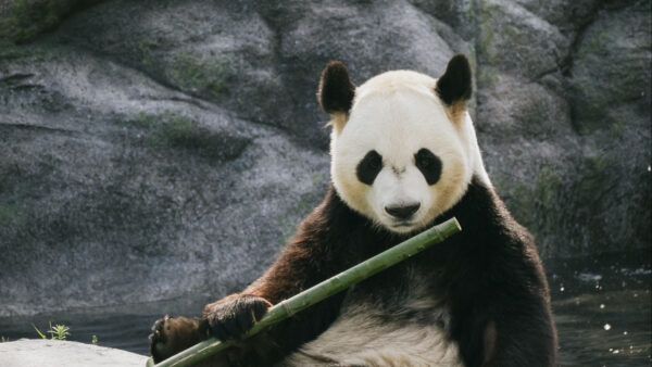 Wallpaper Bamboo, Stones, Background, Panda, With, Sitting, Rock