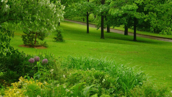 Wallpaper Field, Green, Leaves, Garden, Grass, Colorful, Bushes, Beautiful, Plants, Trees, Flowers