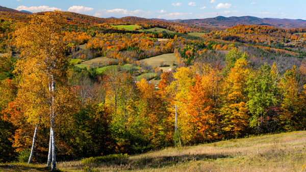 Wallpaper Trees, Autumn, Slope, During, Under, Field, Blue, Leaves, Dry, Grass, Daytime, Mountains, Beautiful, Green, Sky