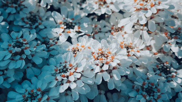 Wallpaper White, With, Bunch, Beautiful, Flowers, Sunlight