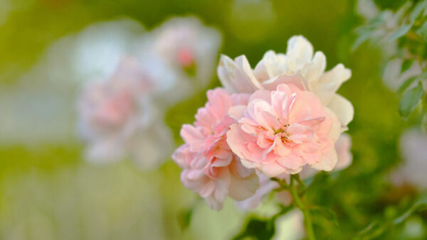 Wallpaper Flowers, Blur, Petals, Beautiful, White, Green, Plants, Background, Pink