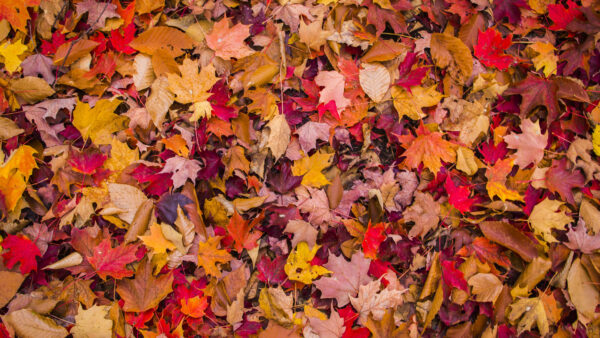 Wallpaper Foliage, Photography, Leaves, Autumn, Colorful, Dry, Desktop, Mobile