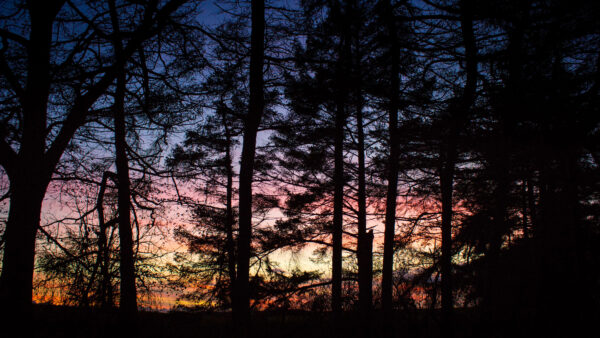 Wallpaper Mobile, Sunset, Dark, Branches, Desktop, Silhouette, Trees, Background