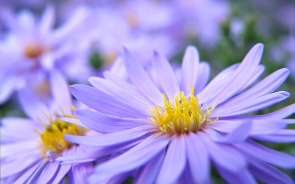 Wallpaper Violett, Pretty, Flowers