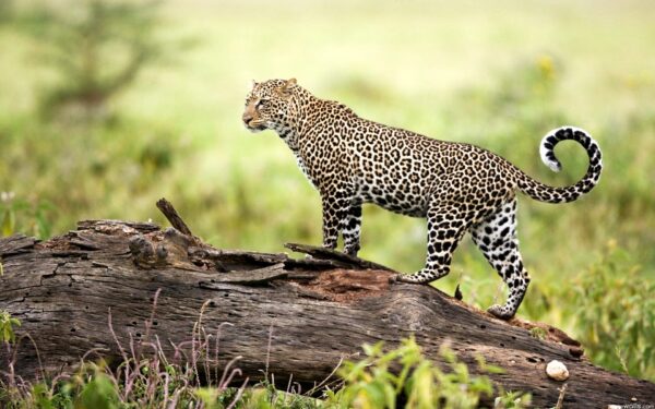Wallpaper Wildlife, Leopard