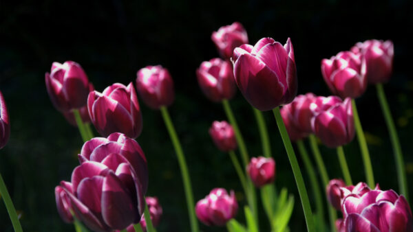 Wallpaper Spring, Pink, Tulips