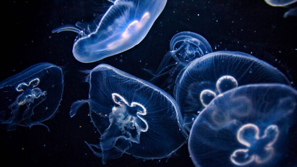 Wallpaper Jellyfishes