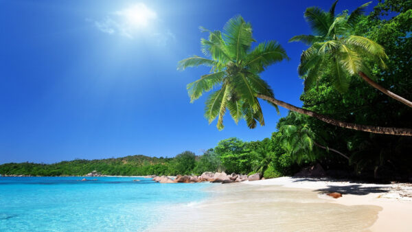 Wallpaper Blue, And, Seashore, Trees, Sky, Sand, Mobile, Under, Daytime, During, Slanting, Coconut, Desktop, Beach