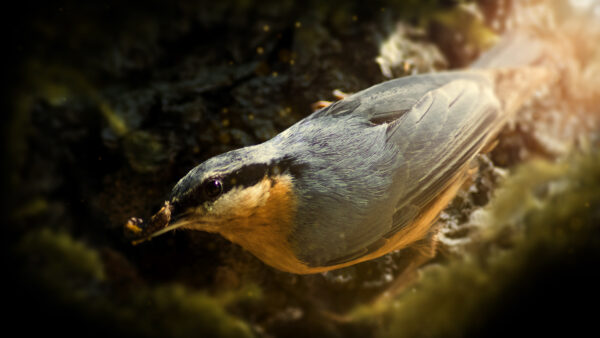 Wallpaper Bird, Eurasian, Nuthatch