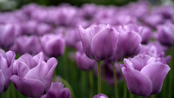 Wallpaper Background, Flowers, Desktop, Blur, Purple, Photo, Closeup, Tulip