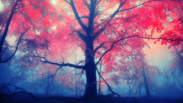 Wallpaper Autumn, With, Red, Fog, Mobile, Tree, Nature, Leaves, Desktop