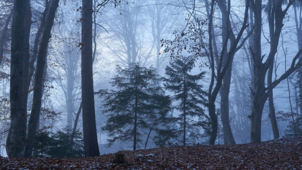 Wallpaper Leaves, Trees, Nature, Fall, And, Desktop, Falling, Fog, During, With