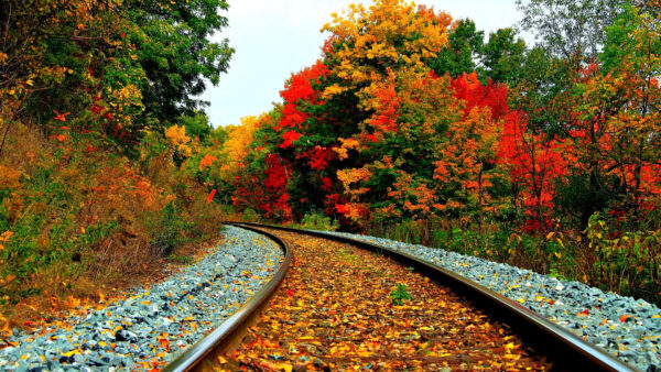 Wallpaper Nature, Leaves, Yellow, Red, Desktop, Railroad, During, Green, Trees, Daytime, Between, And