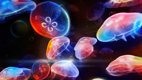 Wallpaper Underwater, Mobile, Jellyfish, Dancing, Desktop, Animals, Colorful