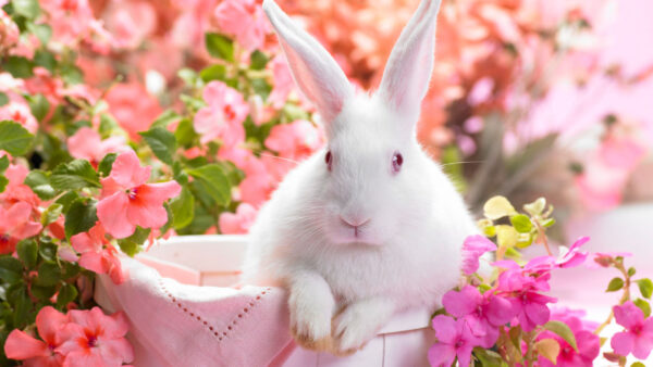 Wallpaper Desktop, Animal, Rabbit, White, Cute, Animals