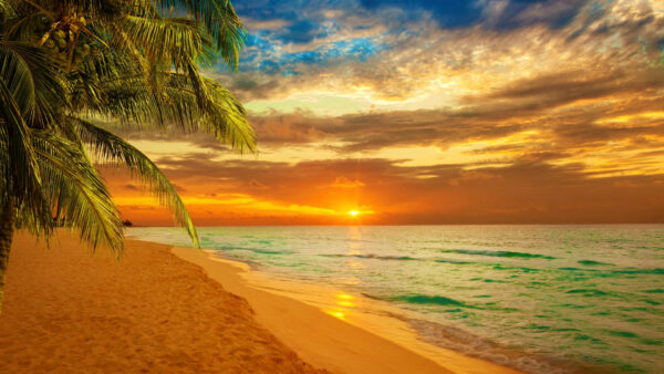 Wallpaper Seashore, Tree, Desktop, View, Cloudy, Under, During, And, Sand, Sunset, Sky, Blue