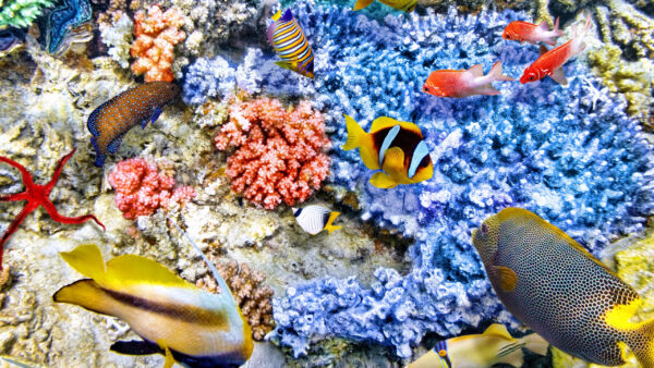 Wallpaper Blue, Coral, Fish, Near, Animals, Reefs, Colorful, Shoal, Desktop