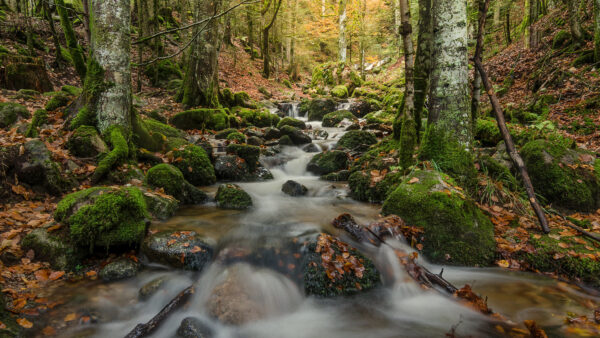 Wallpaper And, Water, Forest, Nature, Mobile, Desktop, Stream, Rock, Stones