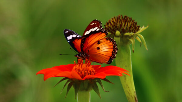 Wallpaper Background, Blur, Desktop, Green, Brown, Butterfly, Black, Mobile, Red, Flower