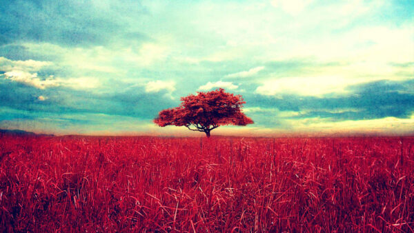 Wallpaper Leafed, And, Red, Blue, Desktop, Cloudy, Under, Sky, Grasses, Tree, Indie