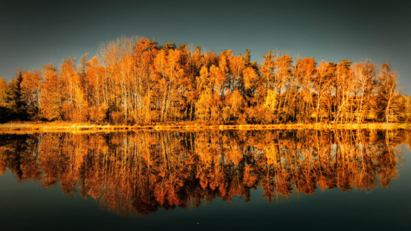 Wallpaper Yellow, Body, Trees, Autumn, Reflection, Nature, Water