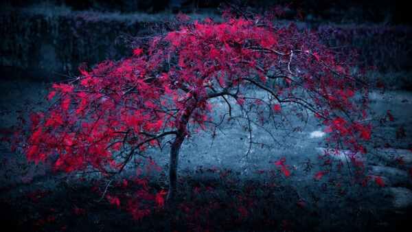 Wallpaper Black, Leafed, Desktop, Nature, Tree, Red, Autumn, Mobile, Background