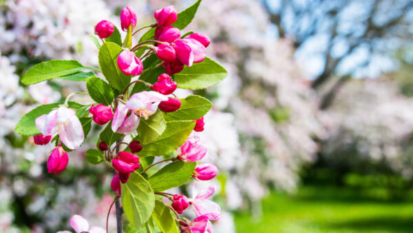 Wallpaper Mobile, Pink, Flowers, Petals, Blur, Desktop, Green, Background, Branch, Leaves, White